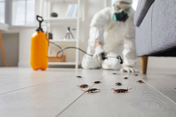 Commercial Rodent Management in Kelly Ridge